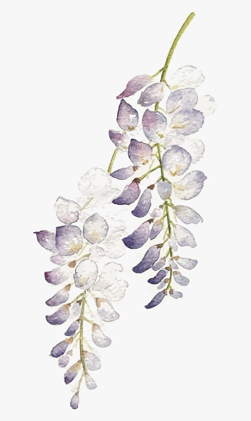 Wisteria Flower Png - Wisteria Png Flower White, Transparent Png, Free Download