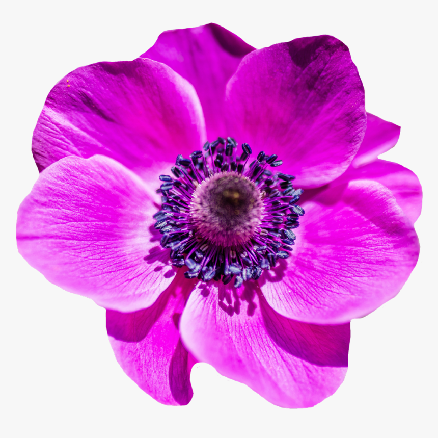 Background Warehouse, Purple Flower - Transparent Flower Image Png, Png Download, Free Download