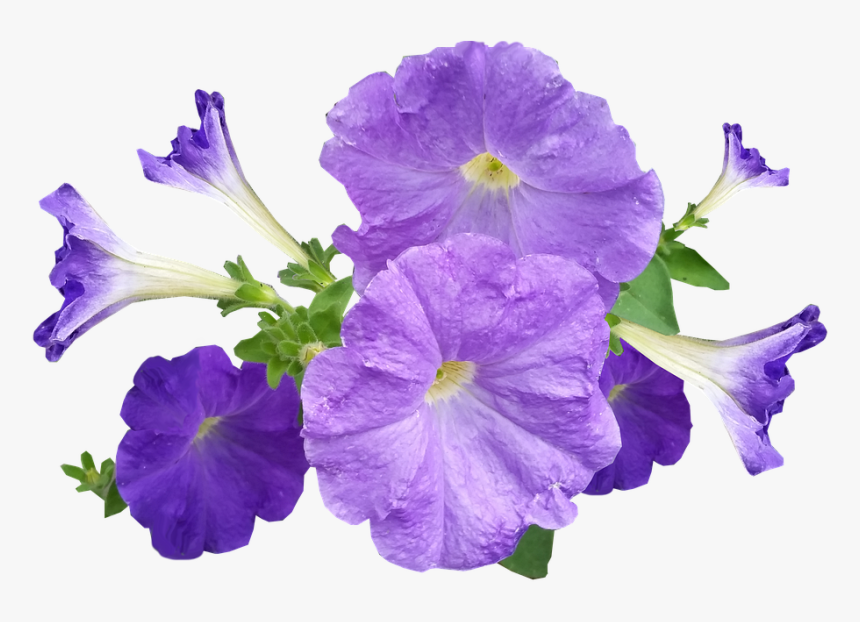 Petunia, Flowers, Purple - Petunia Png, Transparent Png, Free Download