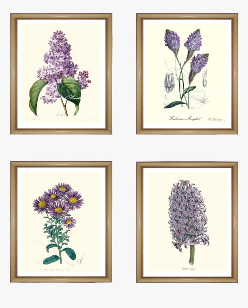 4 Purple Flowers Print Set - Bouquet, HD Png Download, Free Download