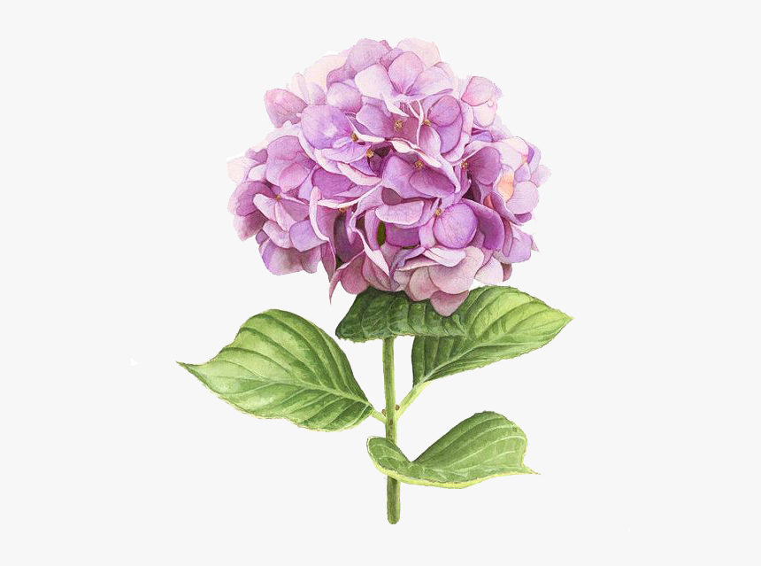 Pink Hydrangea Watercolor, HD Png Download, Free Download