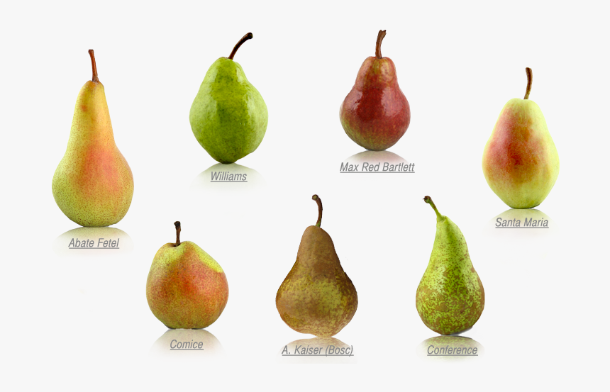 Pear Variety, HD Png Download, Free Download