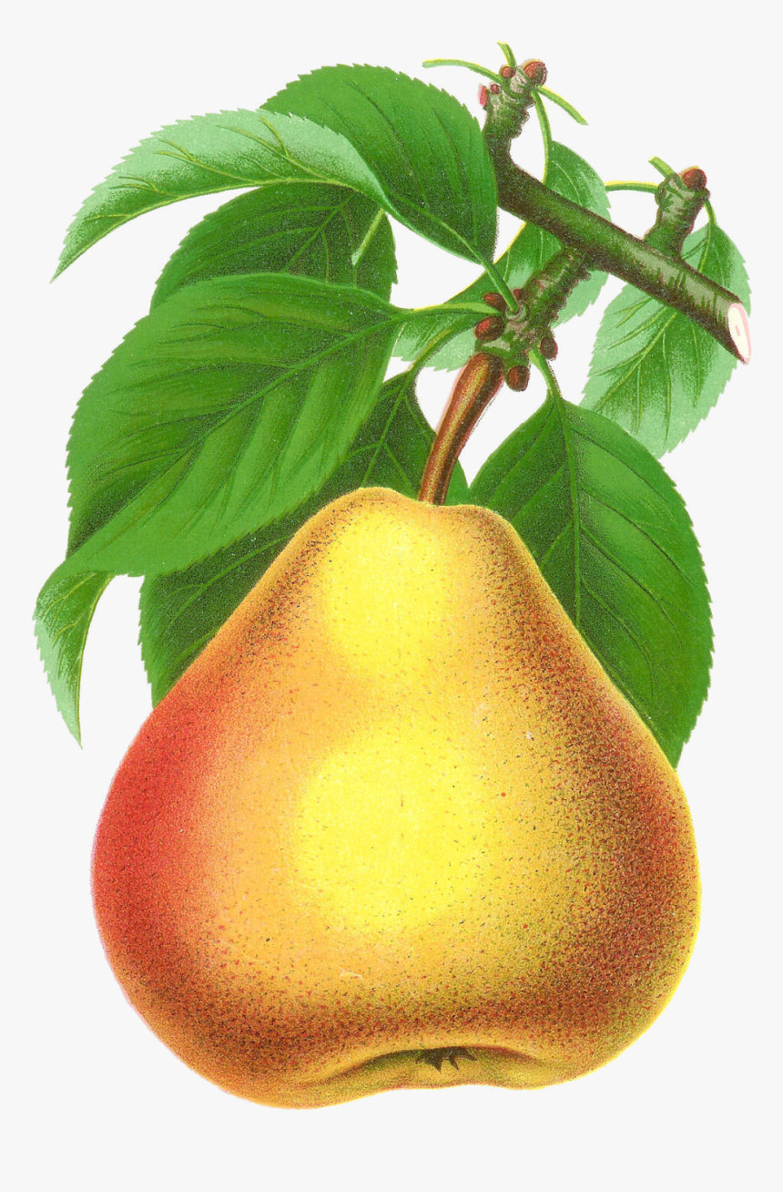 Antique Images Digital Stock - Pear Transparent Pear Free Png, Png Download, Free Download