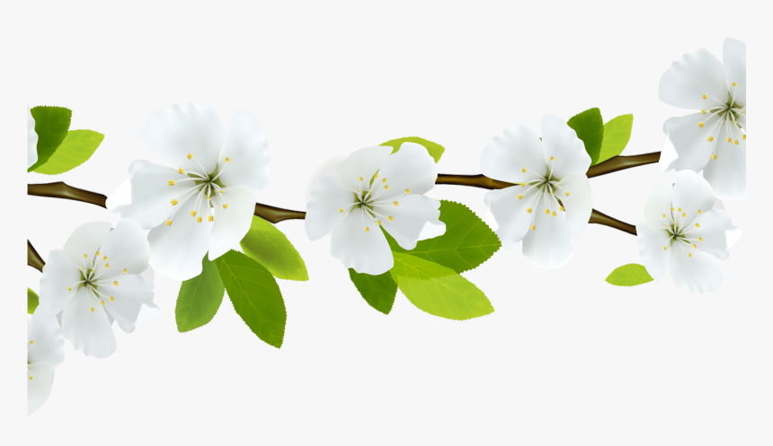 Transparent Flower Divider Png - White Rose Border Transparent Background, Png Download, Free Download