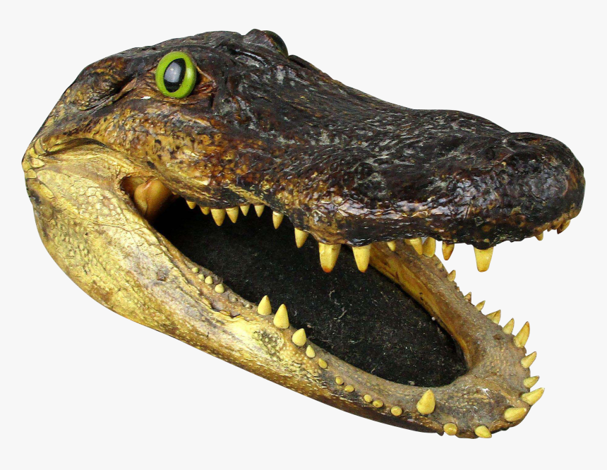 Alligator Head Png - Transparent Background Alligator Head Png, Png Download, Free Download