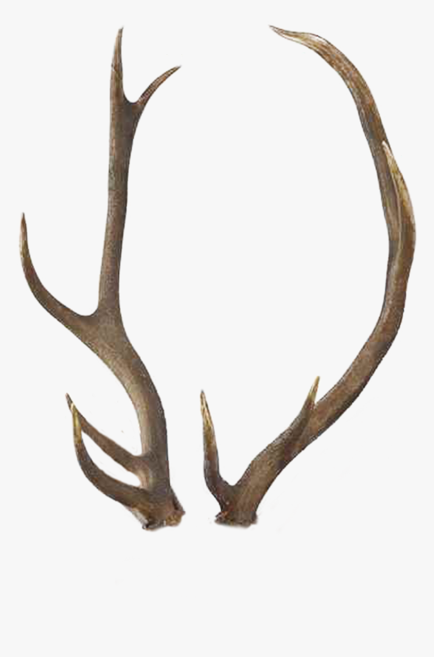 Horns Png - Transparent Background Antlers Png, Png Download, Free Download