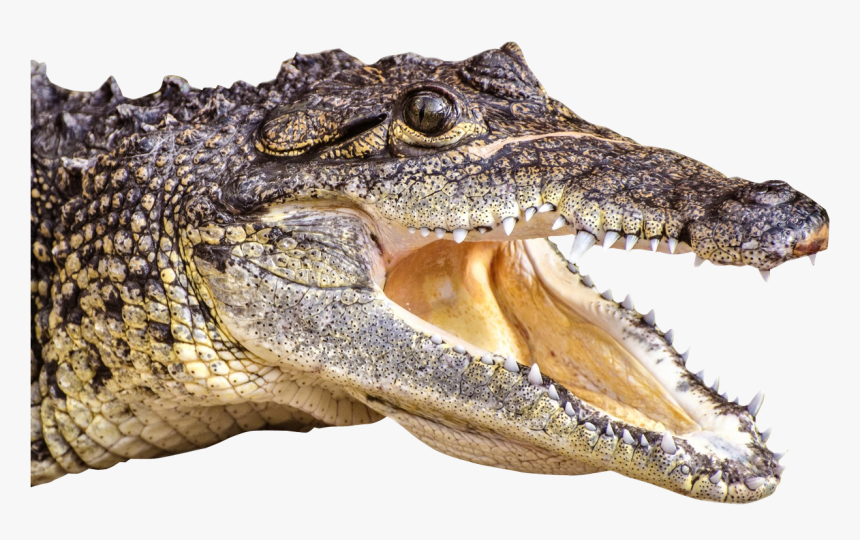 Alligator Head Png, Transparent Png, Free Download