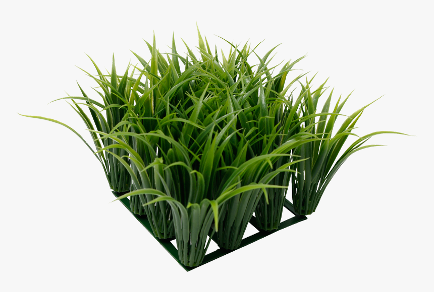 Ornamental Grass Png - Sweet Grass, Transparent Png, Free Download