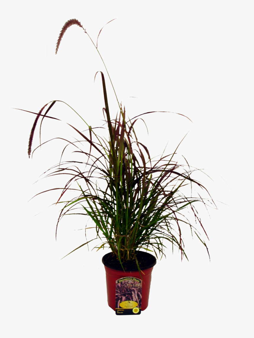 Houseplant, HD Png Download, Free Download