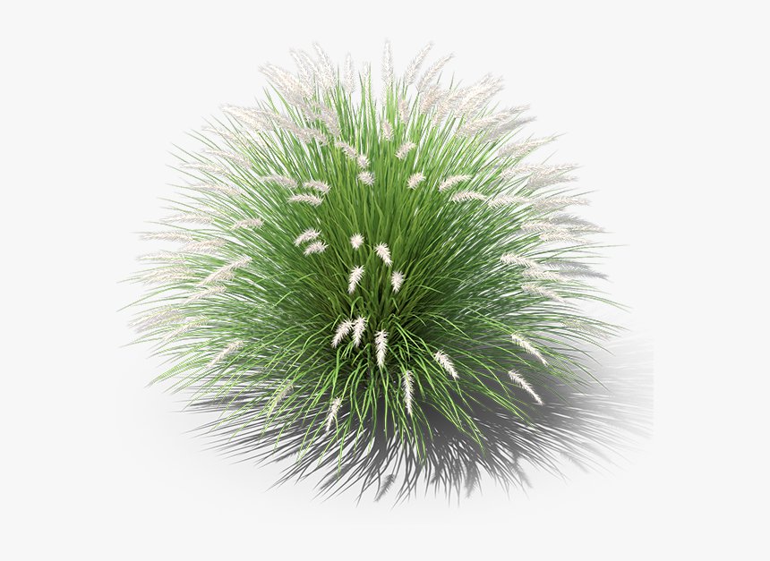 Grass Png Pennisetum Png, Transparent Png, Free Download