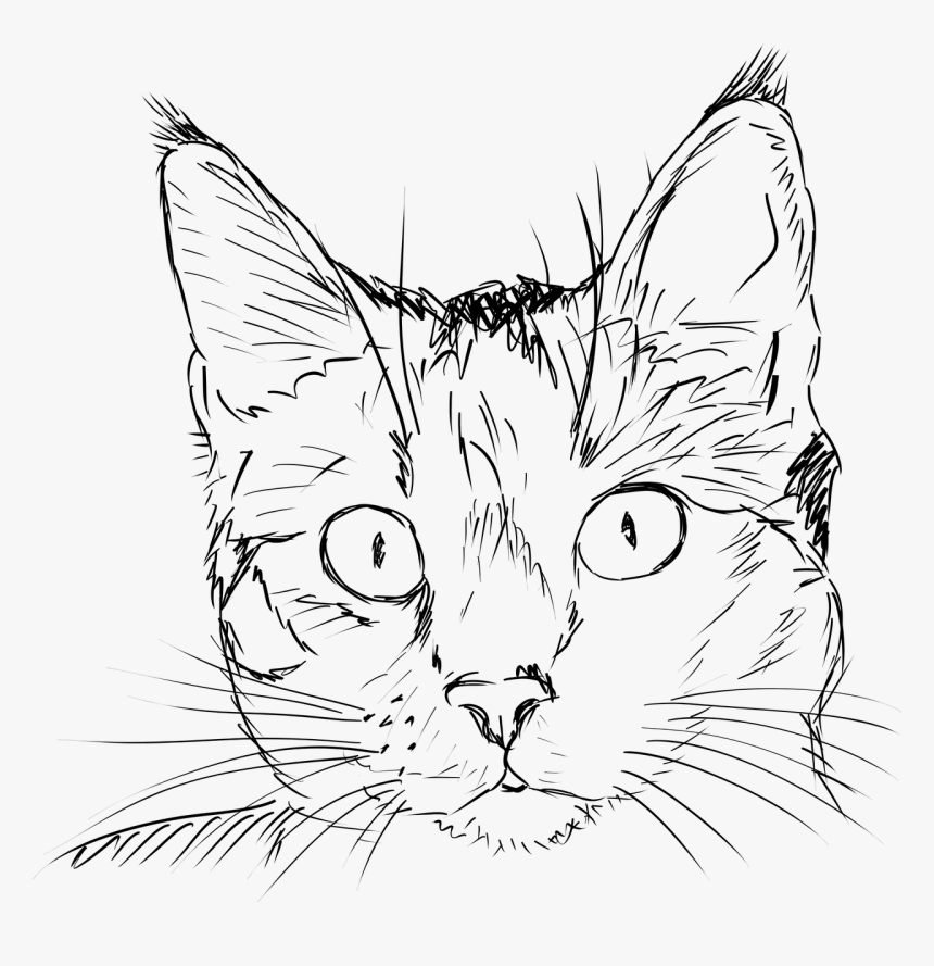 Cat Face Svg Clip Arts - Realistic Cat Line Drawing, HD Png Download, Free Download