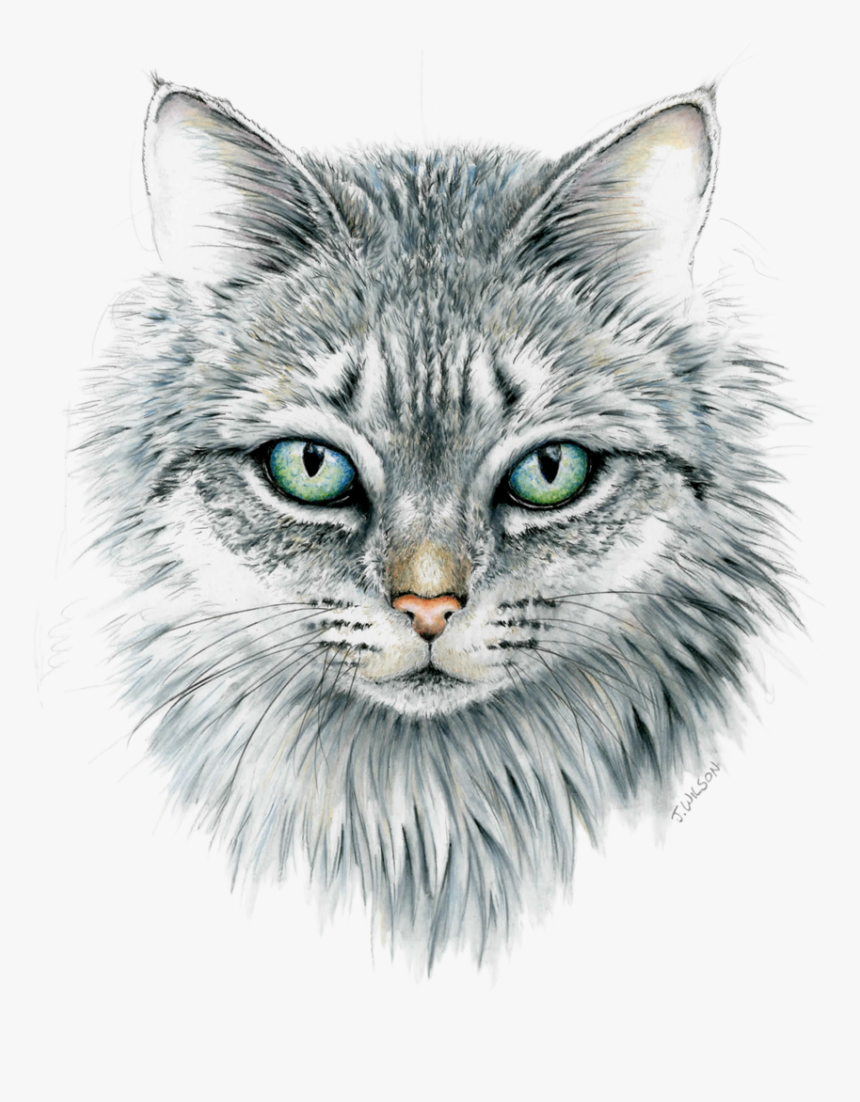 Domestic Cat Face, HD Png Download, Free Download