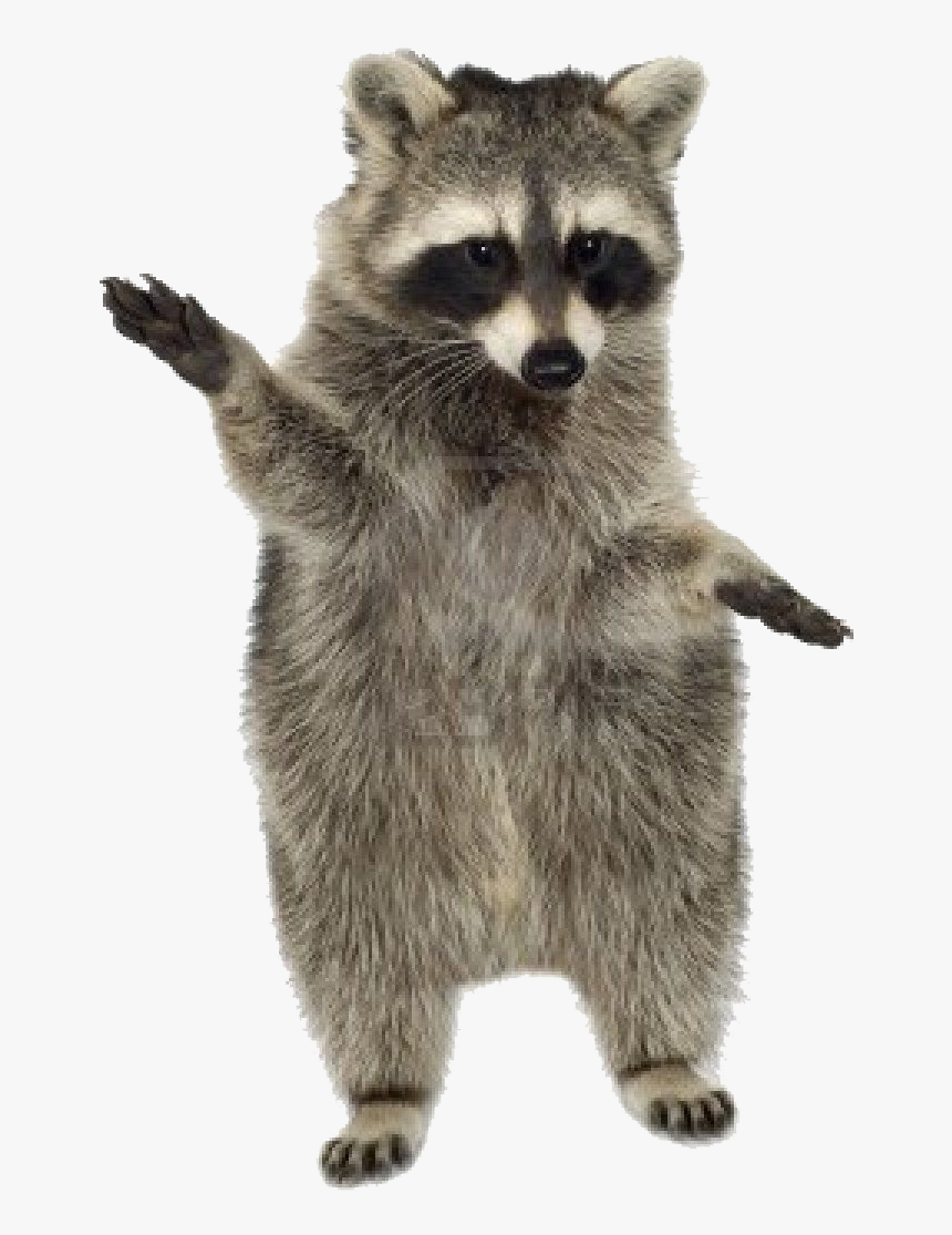 Raccoon Png Photo - Raccoon Transparent Gif, Png Download, Free Download