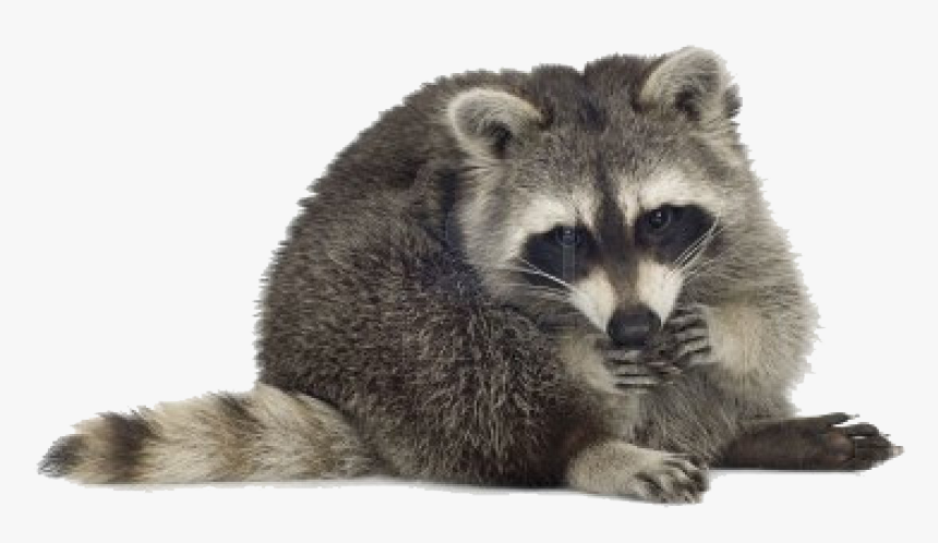 Raccoon Png Free Pic - Racoons White Background, Transparent Png, Free Download