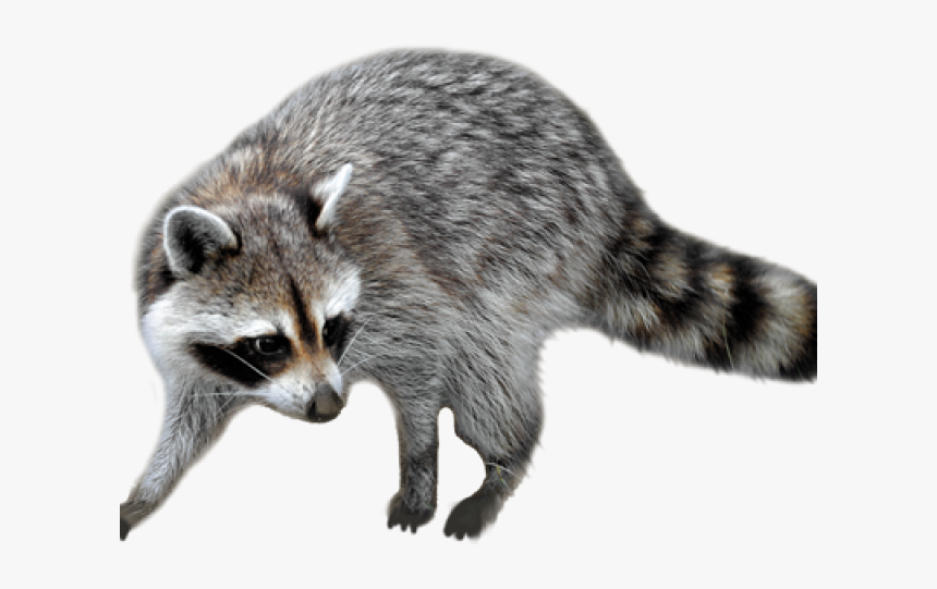 Raccoon Png Transparent Images - Stubborn Jeff, Png Download, Free Download