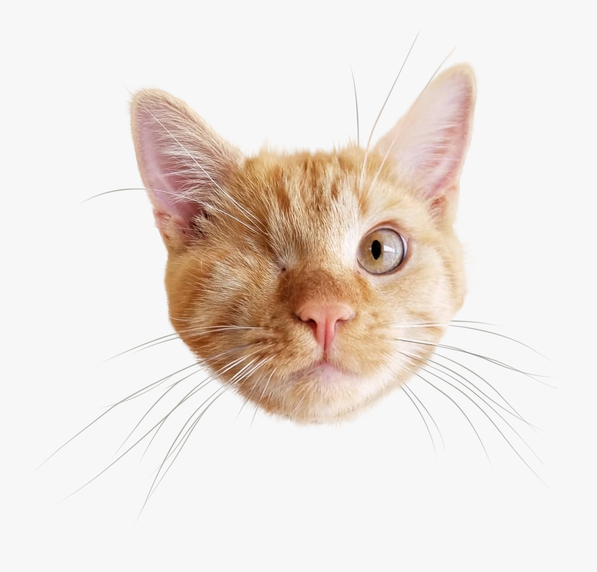 Cat Face Png, Transparent Png, Free Download