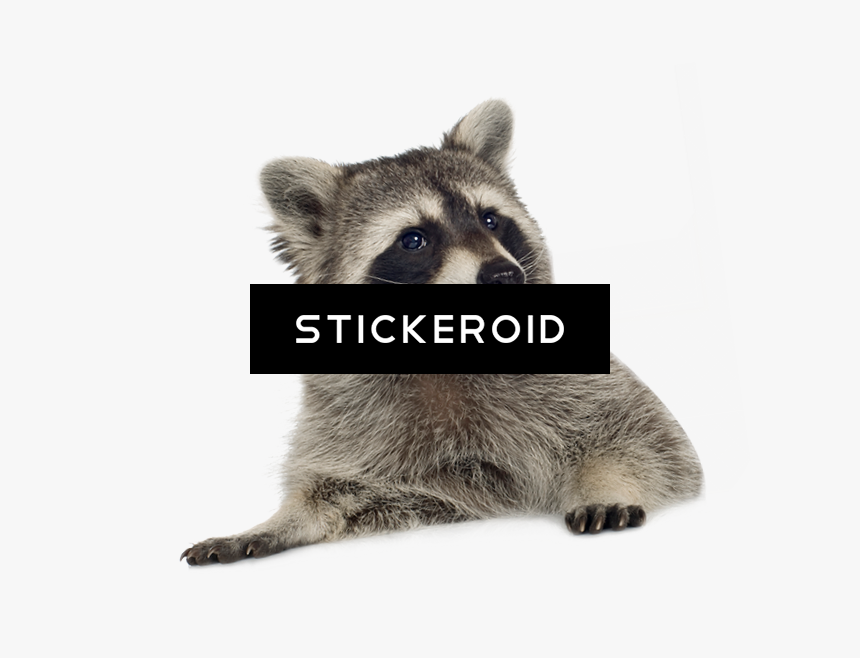 Racoon Png - Raccoon - Transparent Background Raccoon Png, Png Download, Free Download