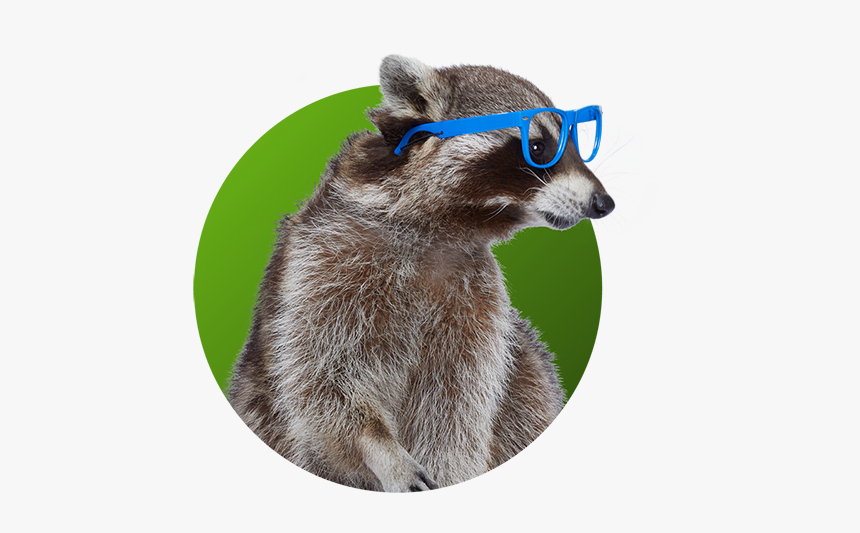 Raccoon - Gladys Glass - Punxsutawney Phil, HD Png Download, Free Download