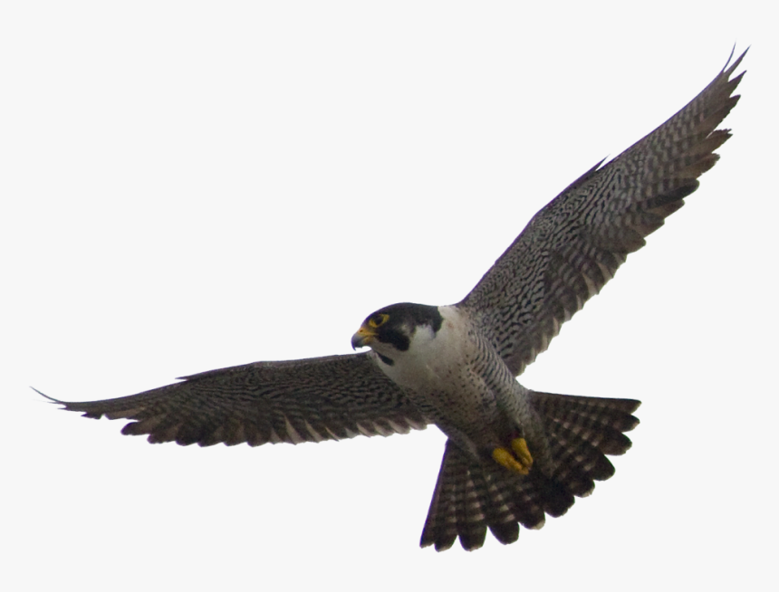 Falcon Png Images Free Download - Peregrine Falcon Transparent Background, Png Download, Free Download