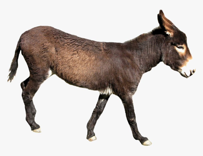 Donkey Png File - Transparent Background Donkey Png, Png Download, Free Download