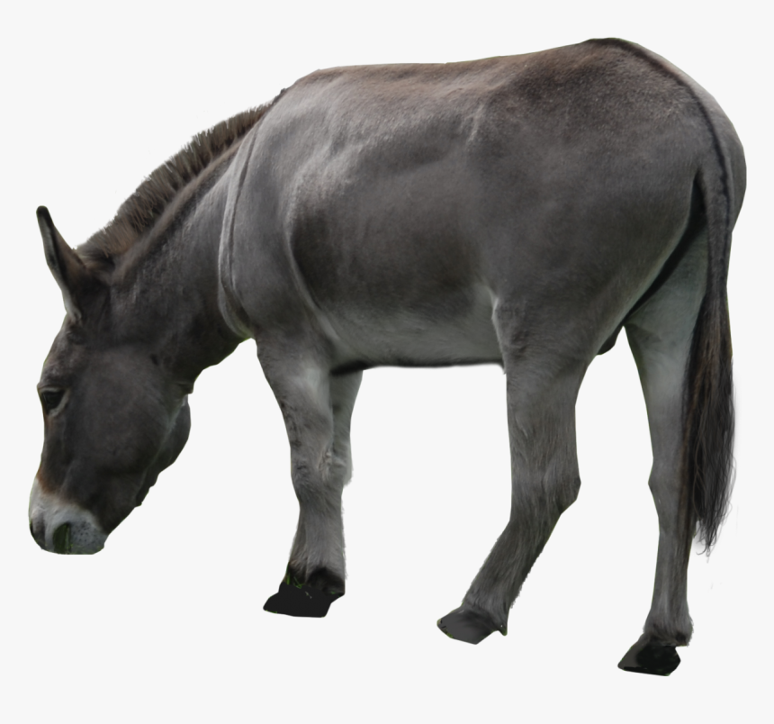 Burros Png, Transparent Png, Free Download