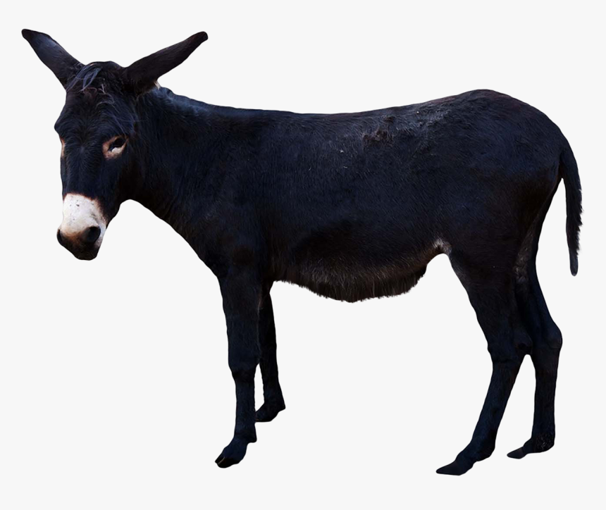 Download For Free Donkey Transparent Png Image - Donkey Transparent Background, Png Download, Free Download