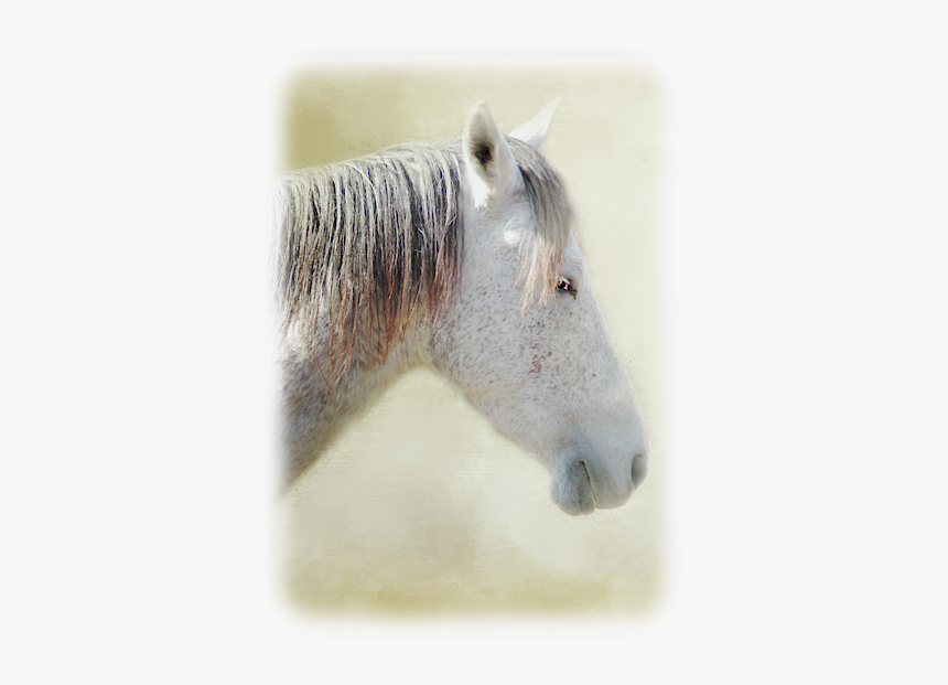 Stallion, HD Png Download, Free Download