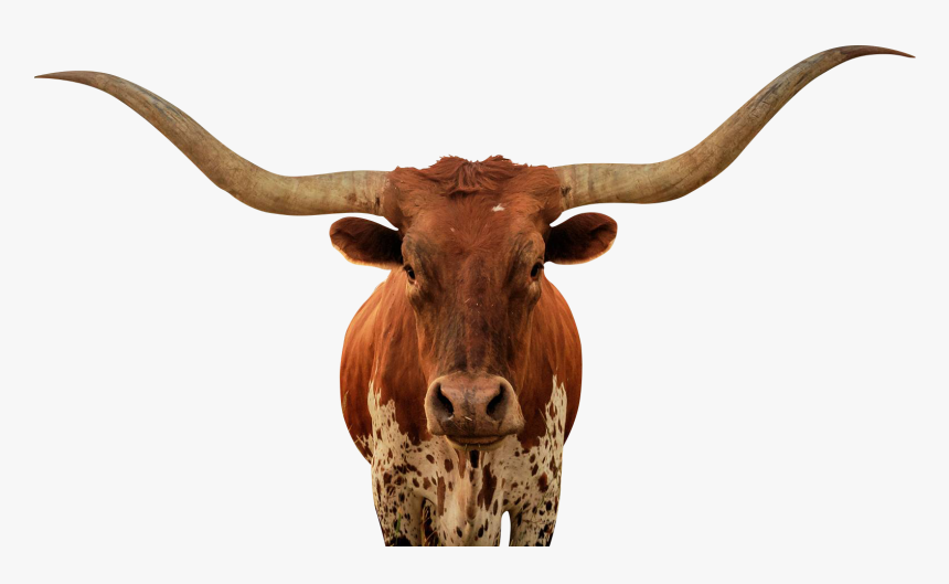 Animalps Battle - Bull - Longhorn Bull Png, Transparent Png, Free Download