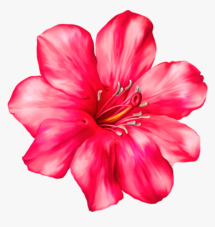 Exotic Pink Flower Png Clipart Picture - Tropical Flowers Transparent Background, Png Download, Free Download