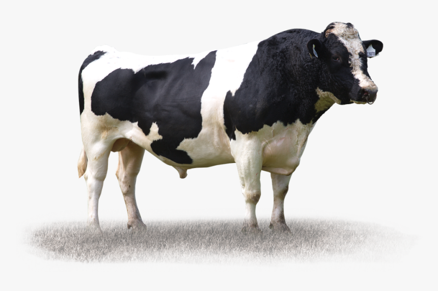 Dairy Cow, HD Png Download, Free Download