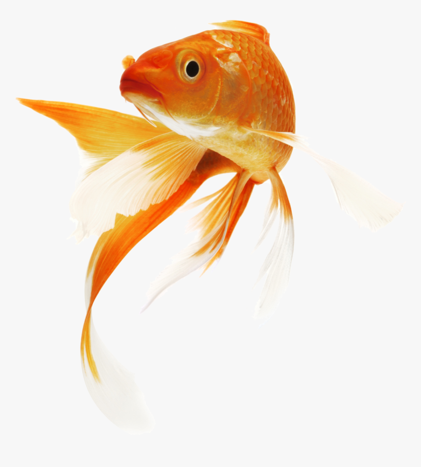 Goldfish Png Background - Goldfish Png, Transparent Png, Free Download