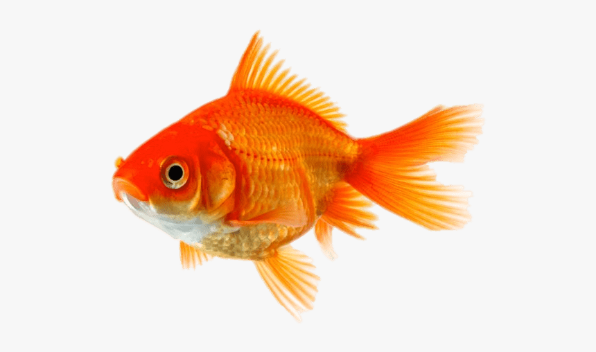 Single Goldfish - Gold Fish, HD Png Download, Free Download