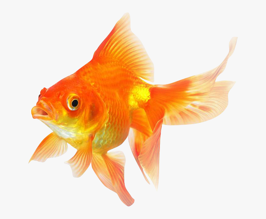 Goldfish Png Transparent Image - Goldfish Png, Png Download, Free Download