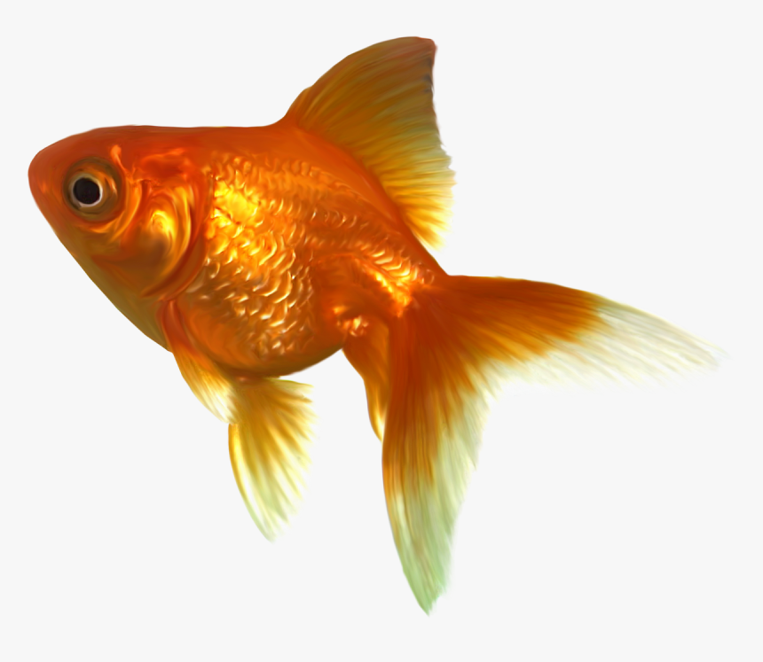 Goldfish Png Image File - Goldfish Clipart, Transparent Png, Free Download