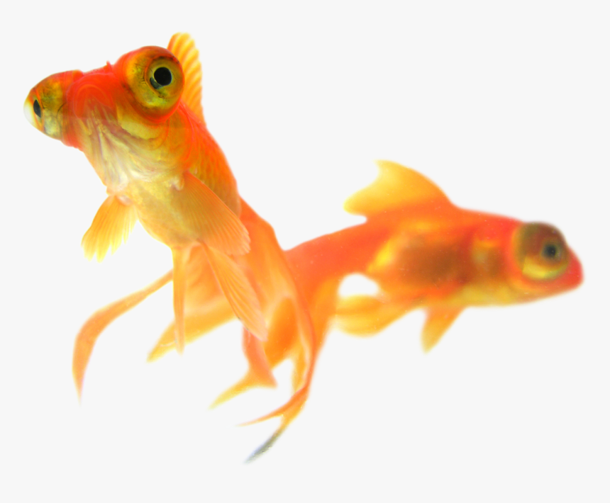 Goldfish Png Free Image Download - Goldfish, Transparent Png, Free Download