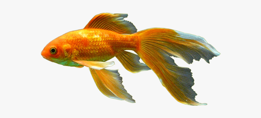 Goldfish Png Pic - Goldfish, Transparent Png, Free Download