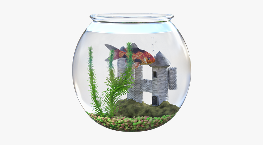 Goldfish, Bowl, Water, Castle, Plant, Children, Pet - Goudvis In Kom Kasteel, HD Png Download, Free Download