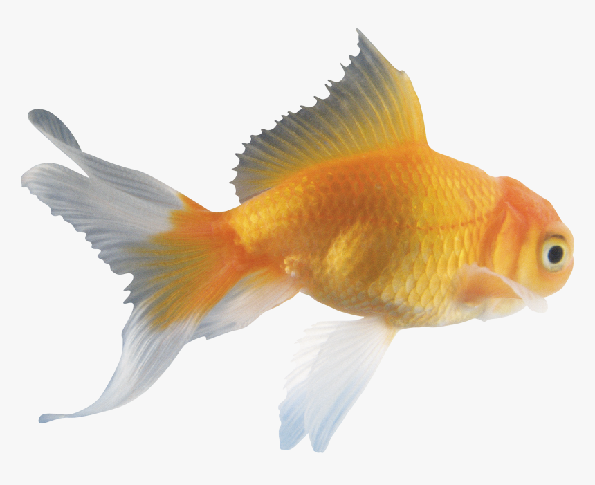 Japan"s Goldfish Breeders Fish For Riches - Japanese Goldfish, HD Png Download, Free Download