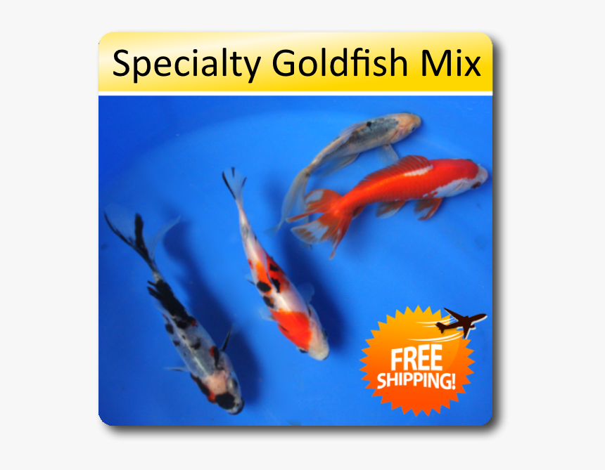 Goldfish Mix With Koi, HD Png Download, Free Download