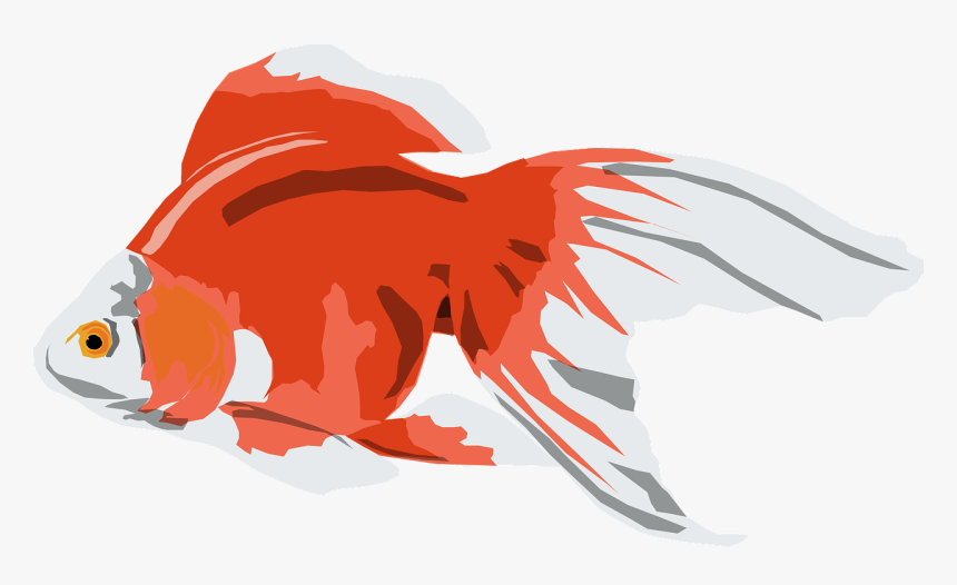 Gold Fish Vector Png, Transparent Png, Free Download