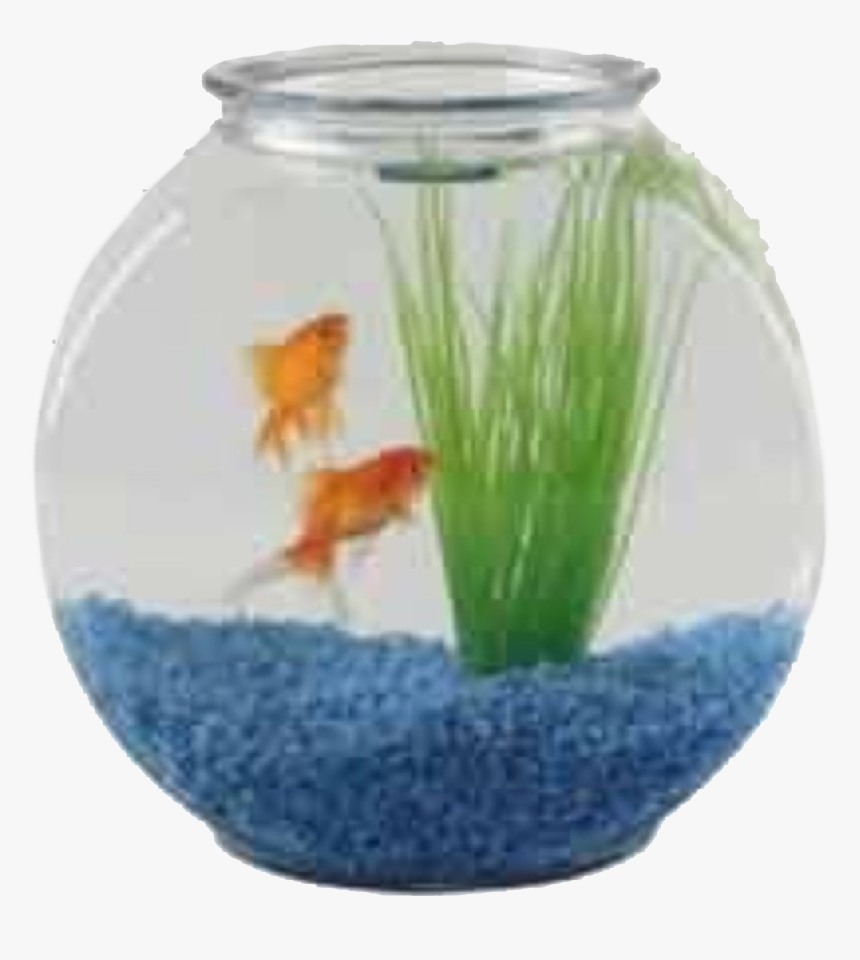 Aquarium Fish Bowl Png, Transparent Png, Free Download