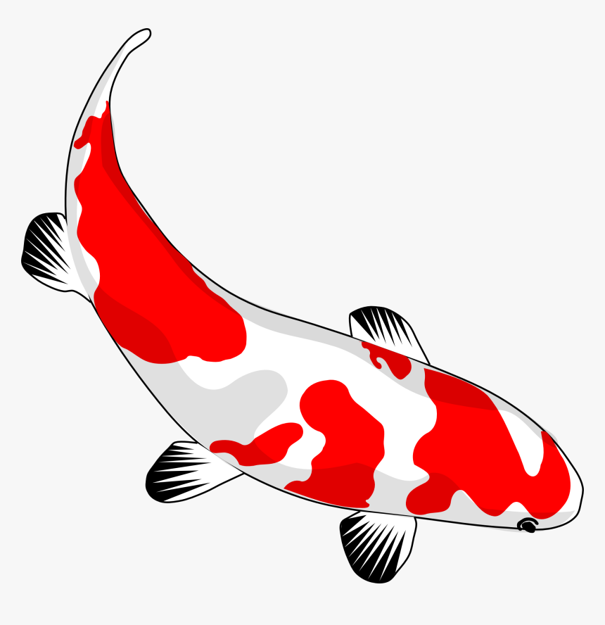 Fish, Koi, Red, White, Nishikigoi, Common Carp, Carp - Coy Fish Clipart, HD Png Download, Free Download