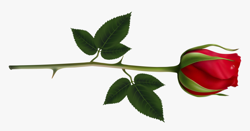 Rose Clipart Images And Pictures Download - Long Stem Red Rose Png, Transparent Png, Free Download