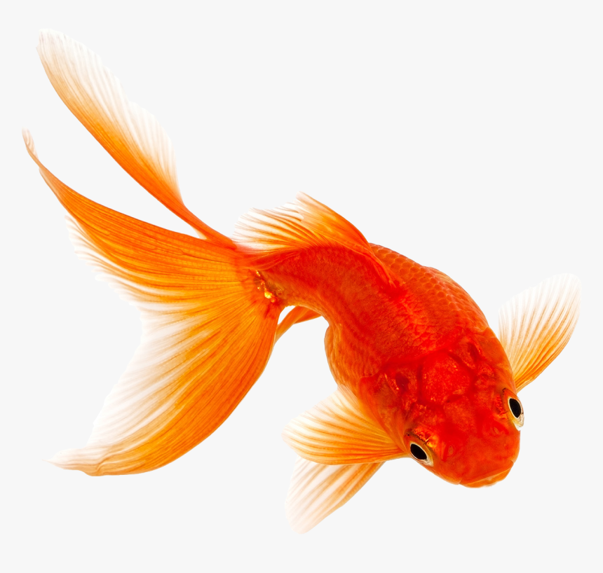 Freshwater And Saltwater Fish Food - Transparent Background Koi Fish Transparent, HD Png Download, Free Download