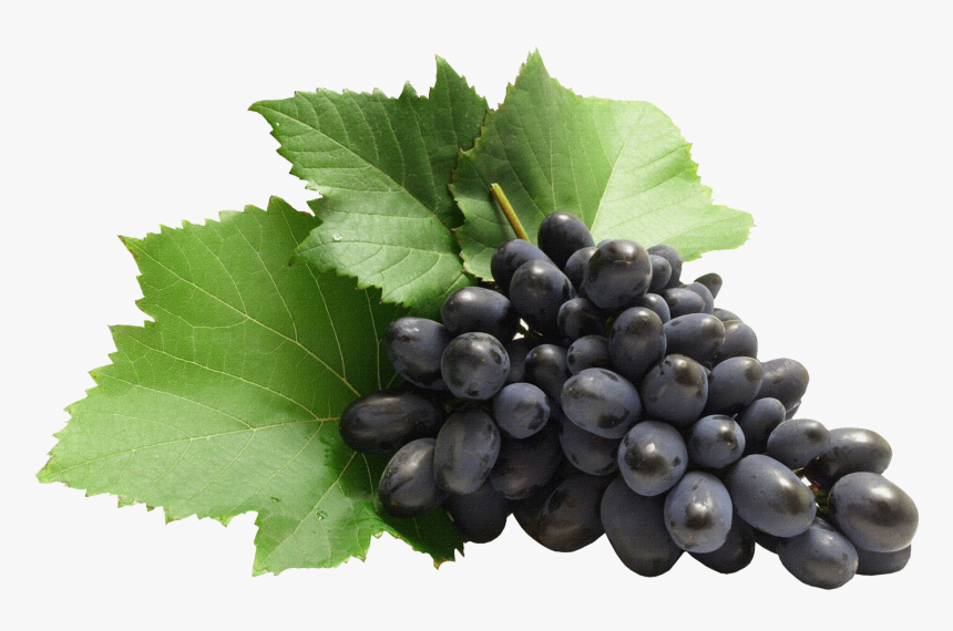 Fruits Png Images Hd , Png Download - Grapes Png, Transparent Png, Free Download