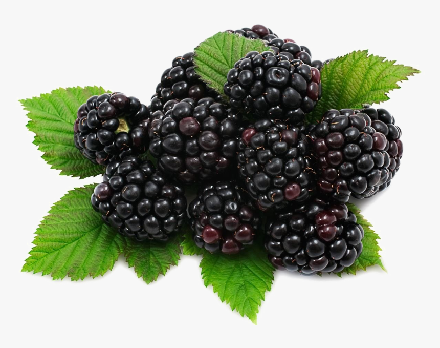 Blackberry Fruit Png Download Image - Blackberries Png, Transparent Png, Free Download