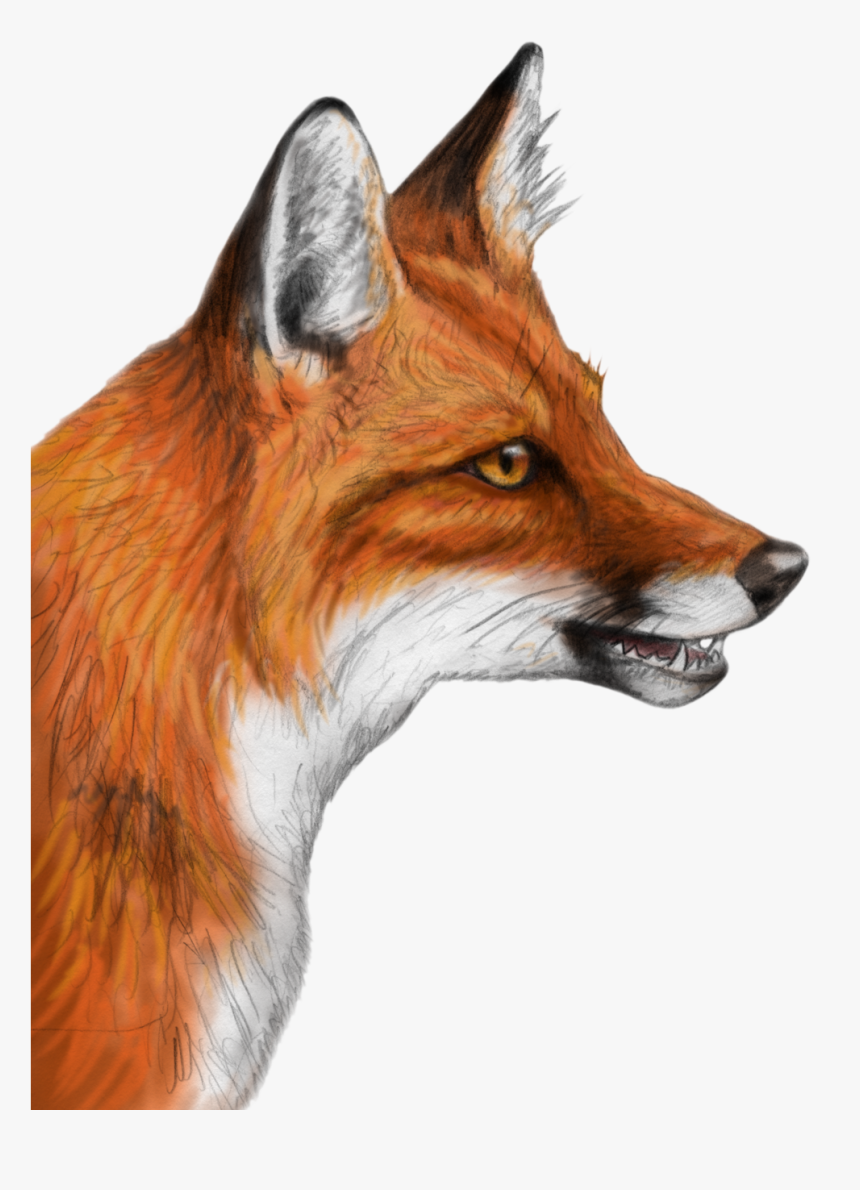 Realistic Fox Head Drawing, HD Png Download - kindpng