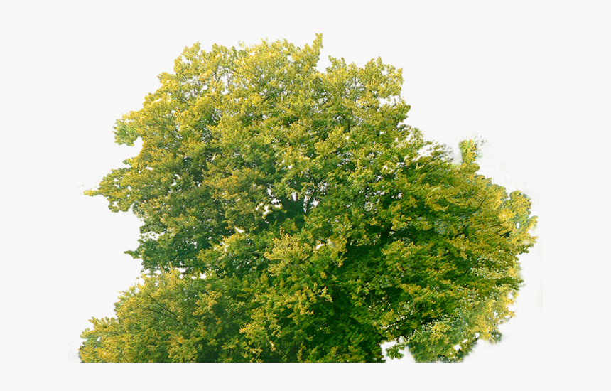 Tree Plan Png - Transparent Tree Top Png, Png Download, Free Download