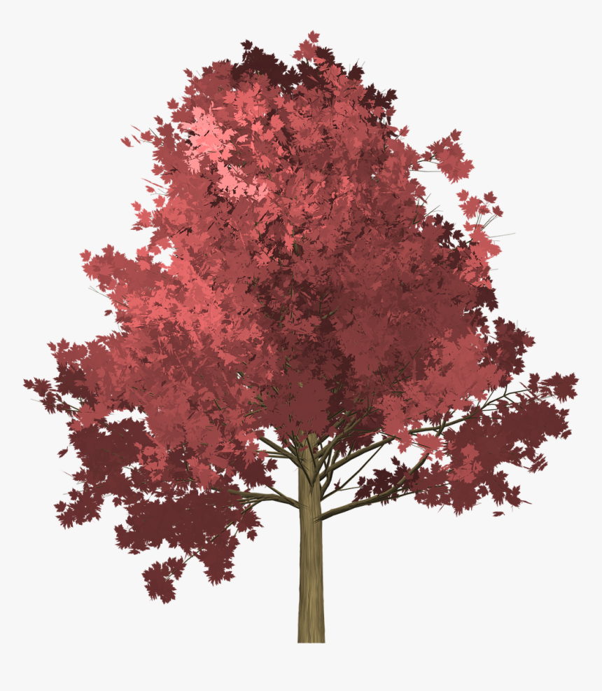 Maple Tree Painted Tree Free Picture - ภาพ วาด ต้น เม เปิ้ ล, HD Png Download, Free Download