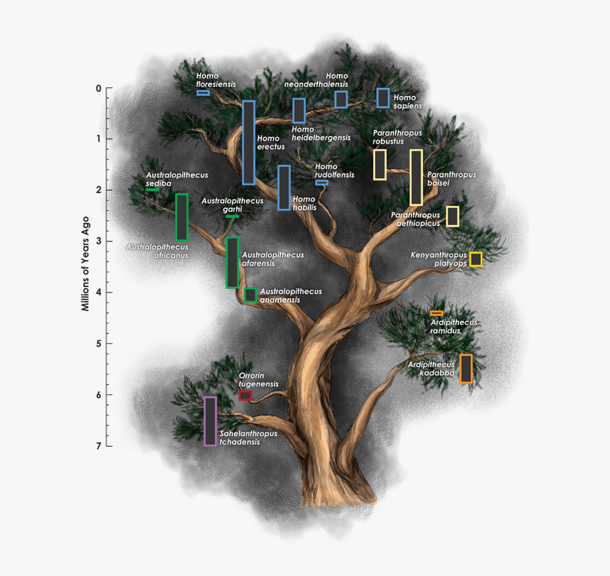 The Hominin Family Tree Is Frequently Revised, But - Family Tree With Branches, HD Png Download, Free Download